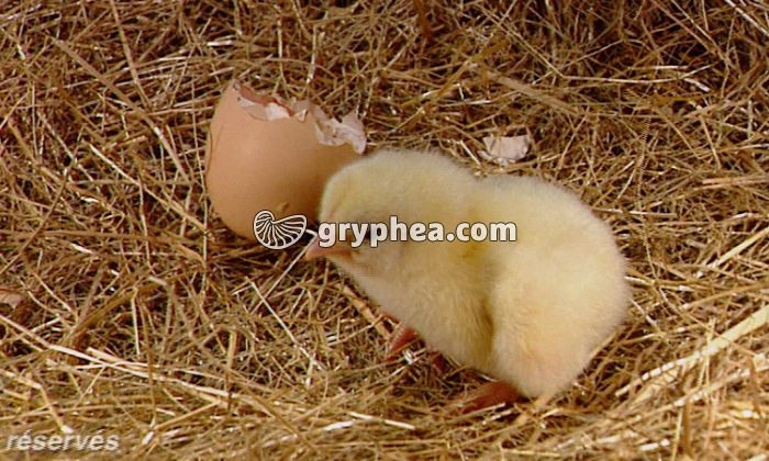 VID 0 287 99004 La reproduction de la Poule - extrait - gryphea.com